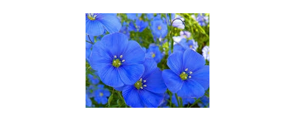 Кампания „Пролетно настроение”